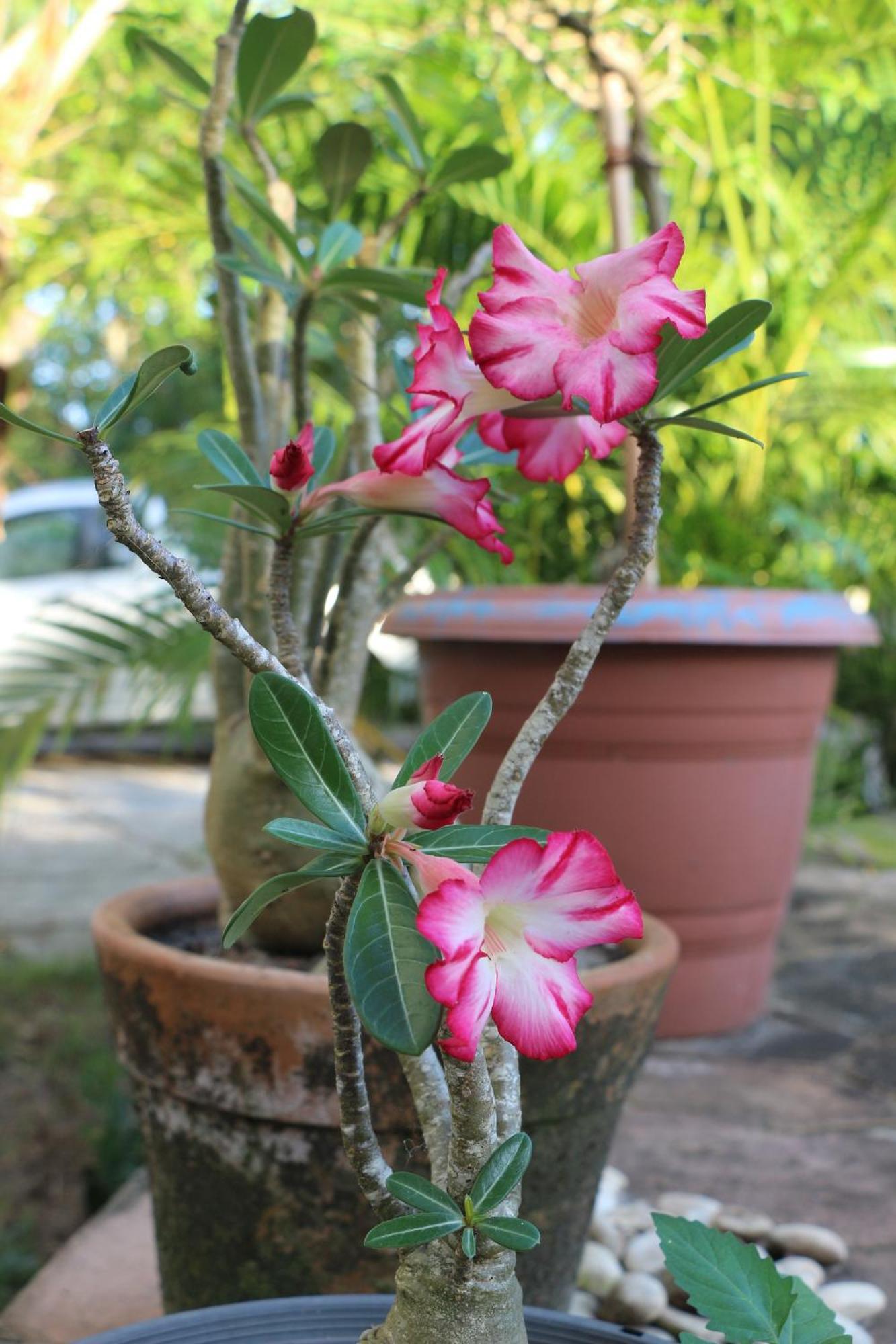 Casa Aroeira Pousada Ilheus Luaran gambar